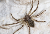 Un mle (Araneae - Philodromidae - Philodromus buxi)